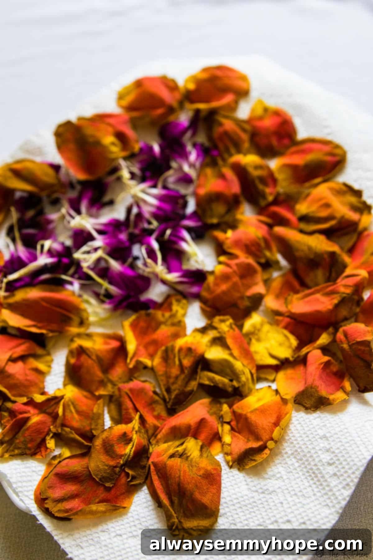 Fresh rose petals spread out on a kitchen towel, ready for drying.