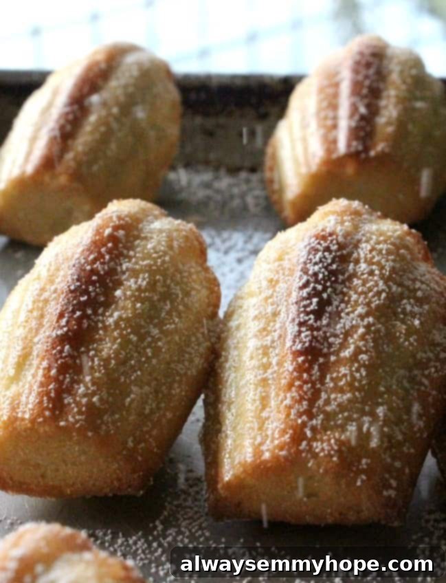 Freshly baked classic madeleines on a cooling rack, lightly dusted with powdered sugar.