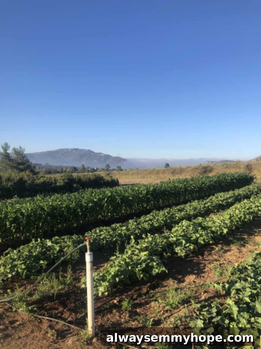 A field under a blue sky at Rancho La Puerta's organic farm.