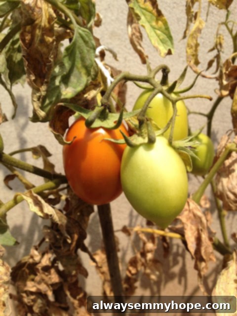 Tomatoes on the vine, glistening in the sun