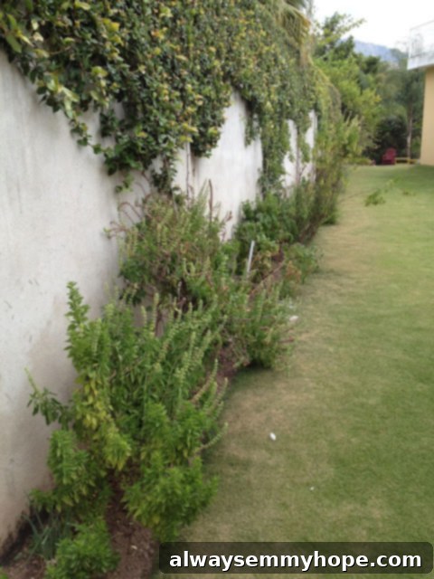 Lush shrubs and vines growing by a garden wall, filled with green tomatoes