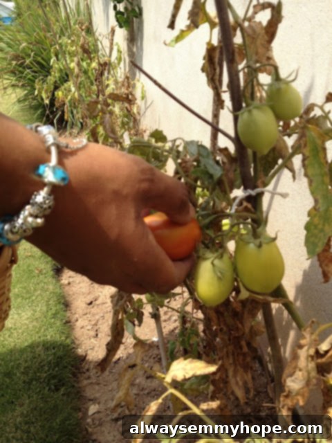 A hand gently picking a ripe tomato from the vine