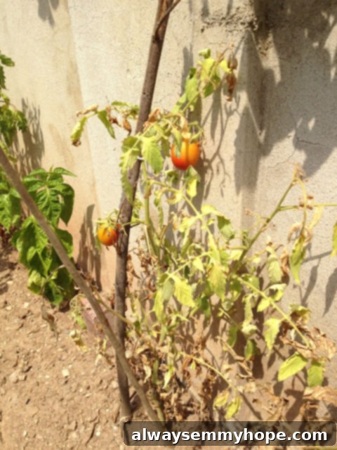 Two vibrant red tomatoes hanging together on a vine