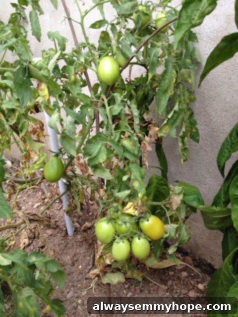 A cluster of green tomatoes ripening on the vine
