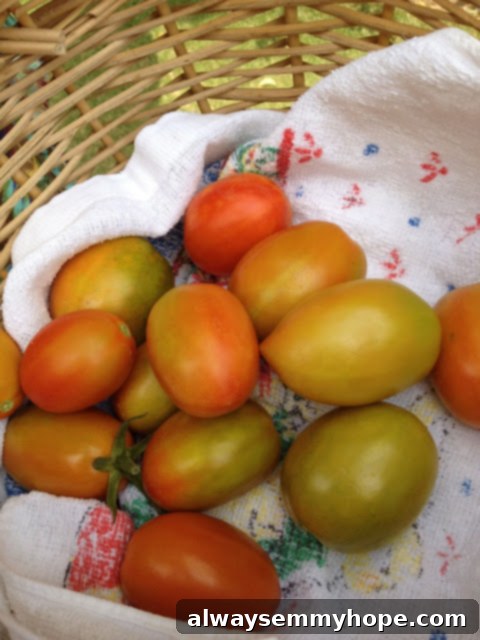 A rustic basket filled with freshly picked, bright red tomatoes