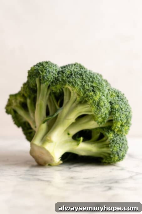 A vibrant green head of fresh broccoli, emphasizing its texture and natural florets. Broccoli is a nutritious cruciferous vegetable, contributing fiber, vitamins, and a notable amount of plant-based protein to a healthy diet.