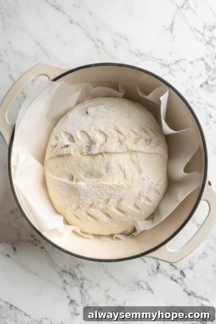 This crusty no-knead olive bread recipe is perfect for beginning bakers, but seasoned pros will love it too. Easy and delicious! Overhead view of olive bread dough placed into a hot Dutch oven using parchment paper