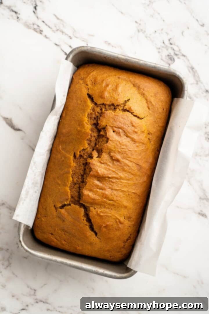 Vegan pumpkin bread with cream cheese frosting is moist, full of cozy spices and the frosting takes it over the top. So easy to make too! Overhead view of a perfectly golden-brown, freshly baked vegan pumpkin loaf cooling in its pan, steam subtly rising.