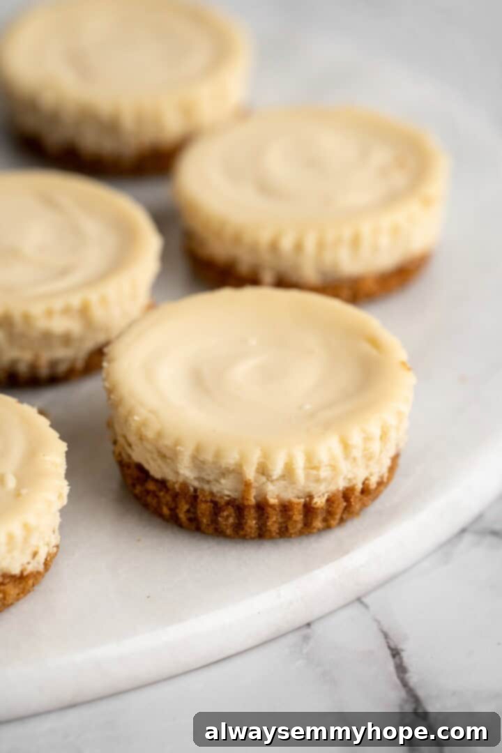 Vegan mini cheesecakes are the perfect two-bite dessert, with a rich, creamy cheesecake filling no one can resist. So easy to make too! Baked and ready for cooling. Perfectly baked mini cheesecakes arranged on a marble tray, waiting to be garnished.